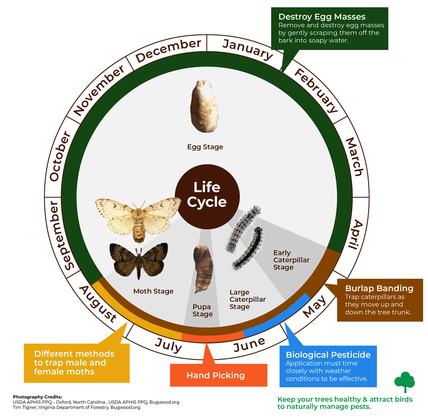 Infographic describing time of the year to take action on LDD moths