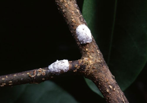 close up of magnolia scale on tree branch