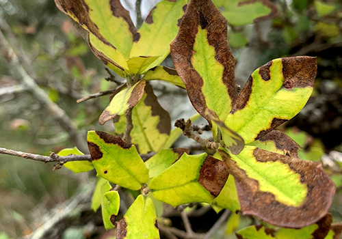 browning on green oak leaves