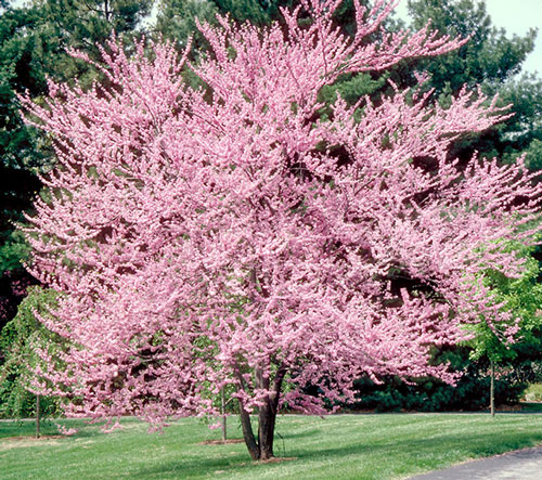 Planted Eastern Redbud with pink flowers