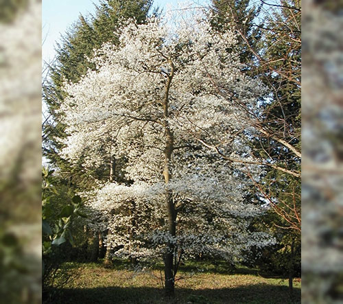 Planted Downy Serviceberry tree with flowering white