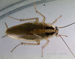 German Cockroach