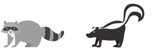 illustration of a raccoon and skunk