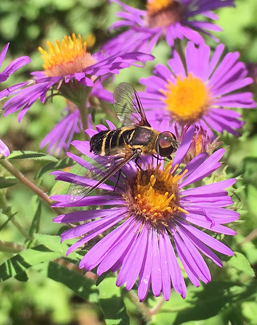 Close up of a banded bee fly on a purple coneflower