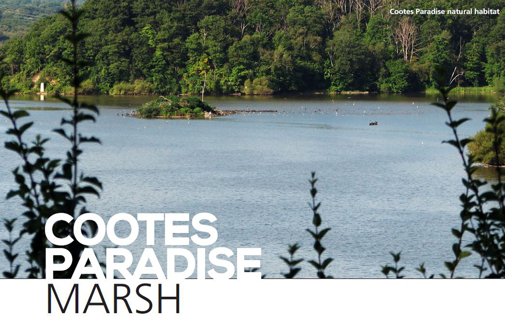 Cootes Paradise natural habitat