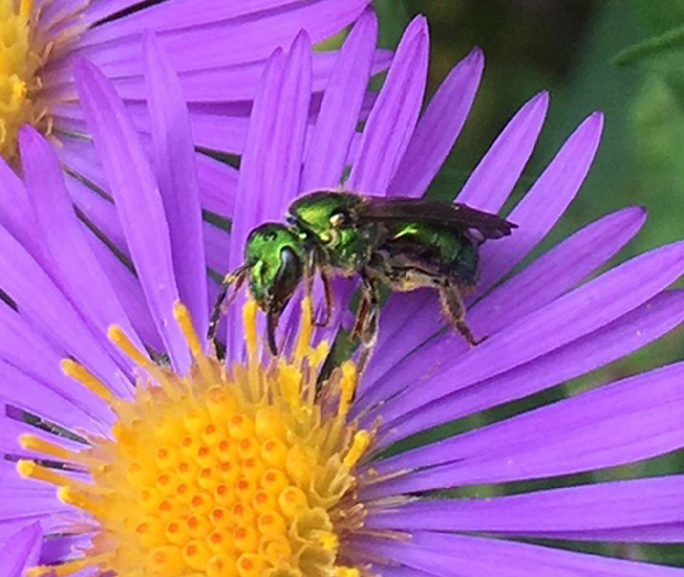 Close up of a sweat bee on a New England aster