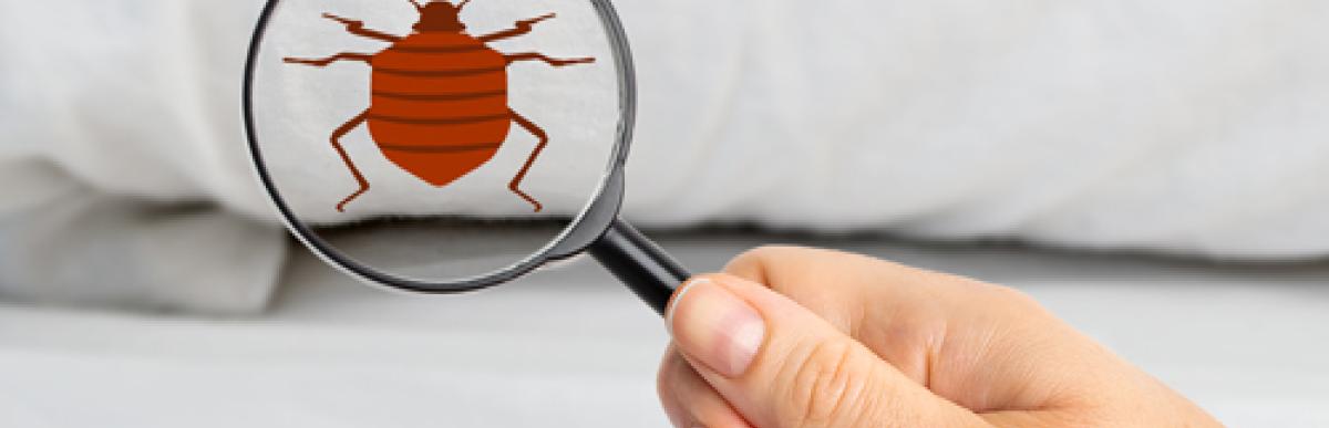 hand holding a magnifying glass looking for bedbugs