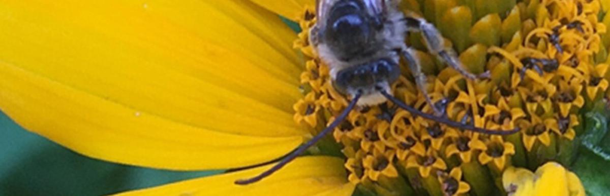 Close up of a long horned bee in a sunflower