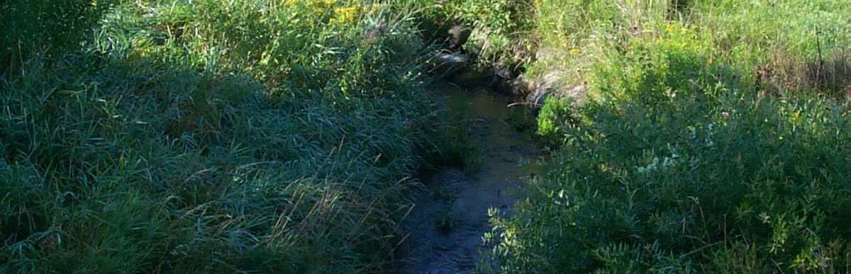 Municipal drains example: a small drainage stream with water running through a grassy field