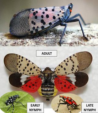 Spotted lanternfly in early nymph, late nymph and adult stages