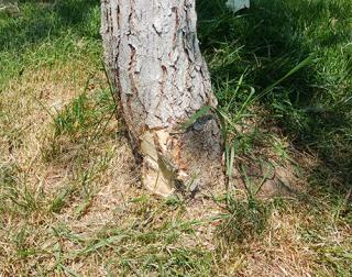 tree with damaged bark